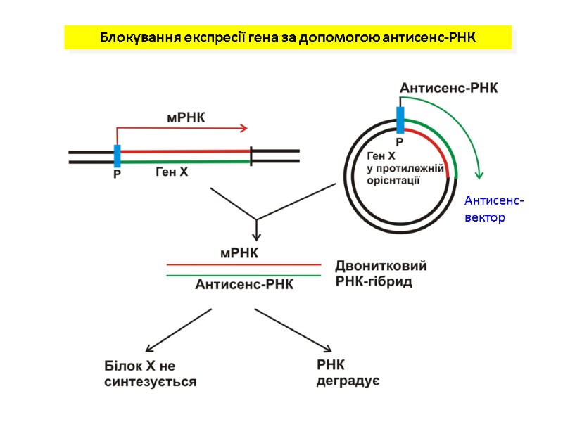 Блокування експресії гена за допомогою антисенс-РНК Антисенс-вектор